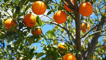 arance di sicilia su sicilyscout